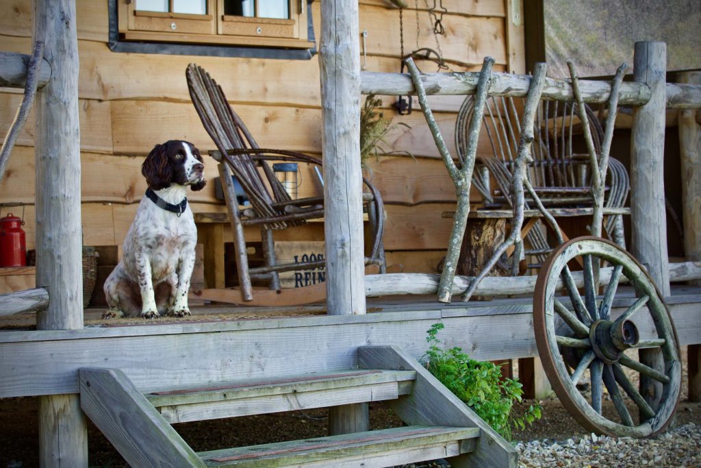 A dog sitting on the porch of one of Loos Reins cabins