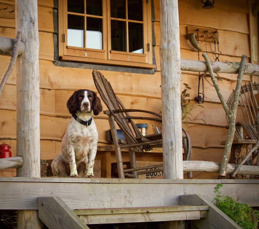 A dog sitting on a cabin porch at Loose Reins