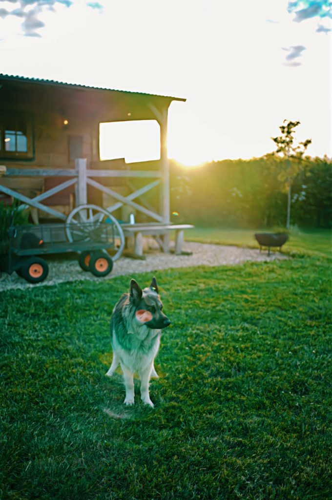 A german shepherd dog standing outside a cabin in the sunshine at Loose Reins
