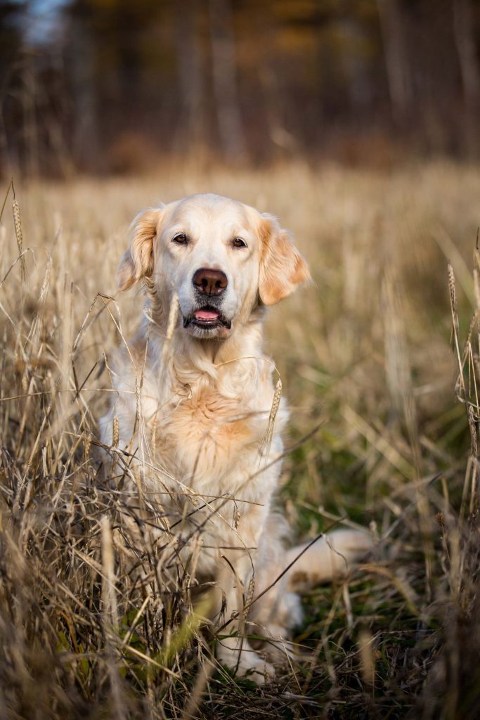 A golden retriever dog sitting in the long grass