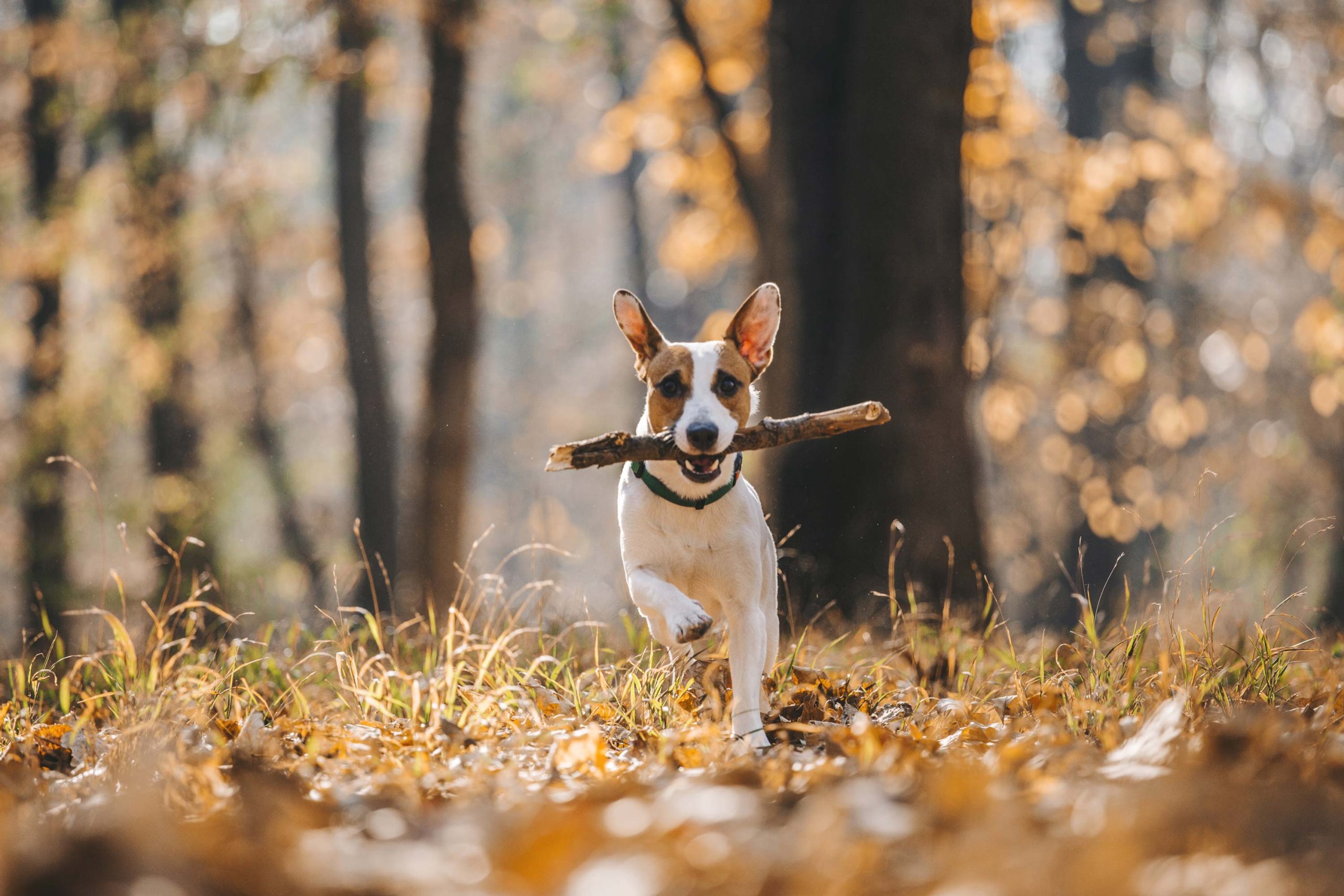 A small dog racing through an autumnal woodland with a stick in its mouth