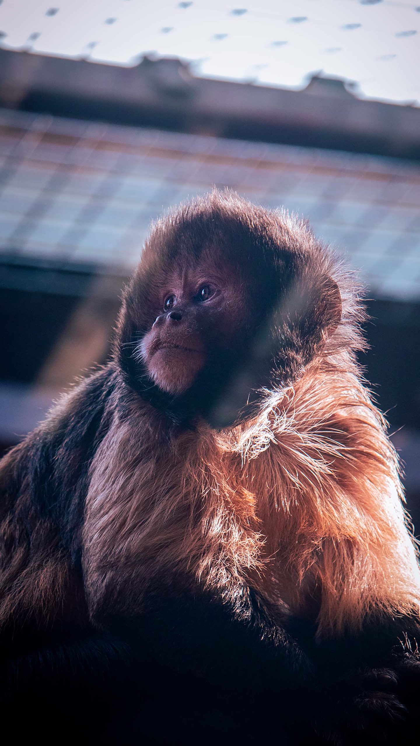 A capuchin monkey like the ones at Monkey World in Dorset