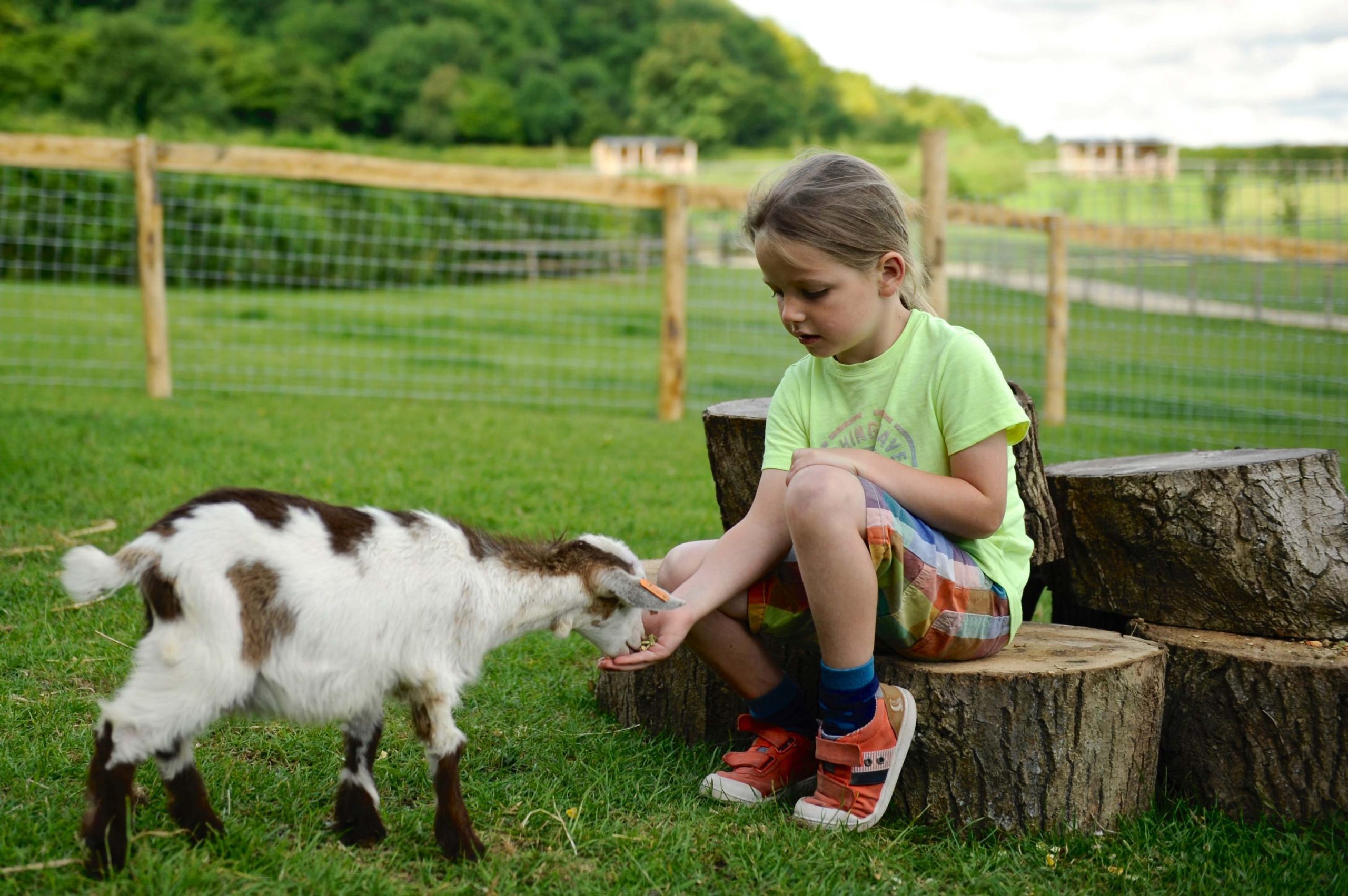 A young girl helping to feed the goat kids at Loose Reins