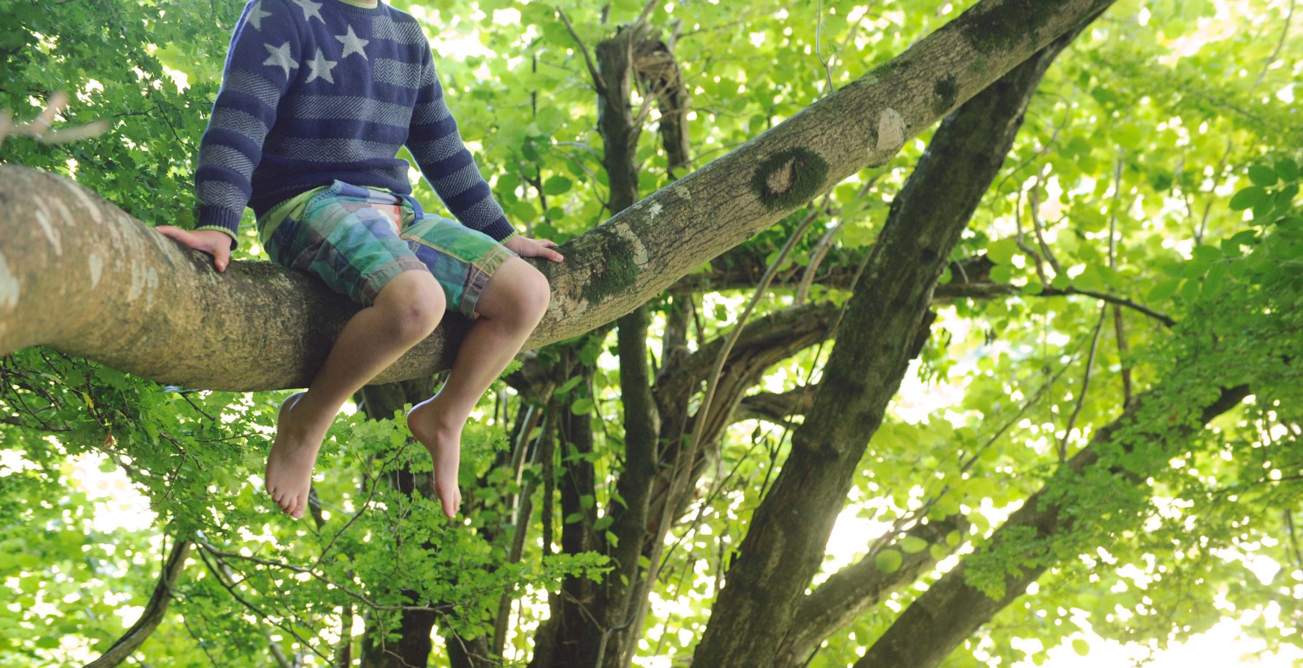 A child sitting in one of the trees at Loose Reins