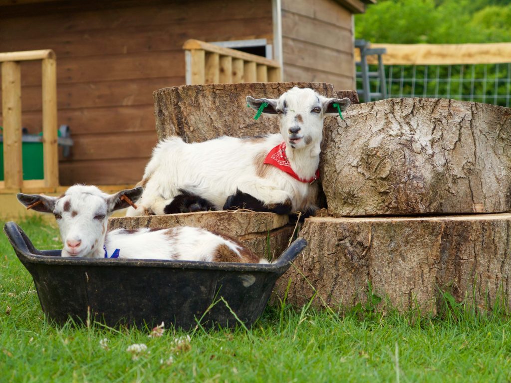 Two of Loose Reins' goats resting on a log stack