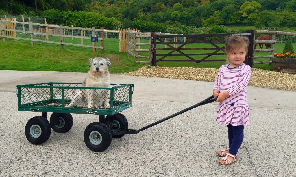 A young girl pulling her dog in a cart around the site at Loose Reins