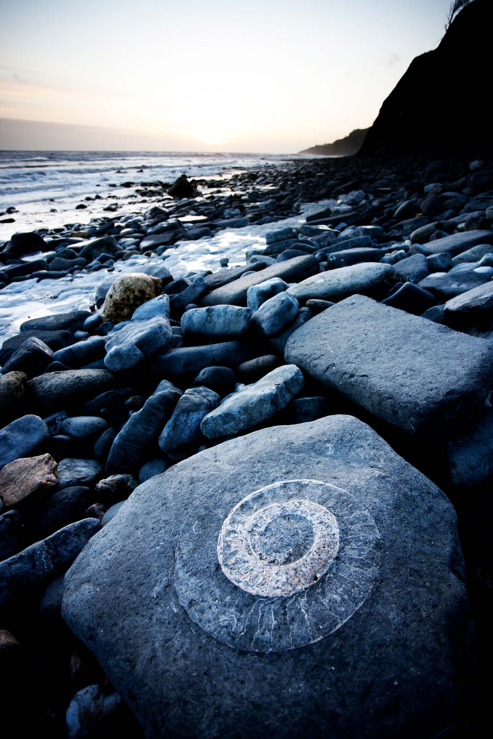 A large fossil on the beach in north Dorset