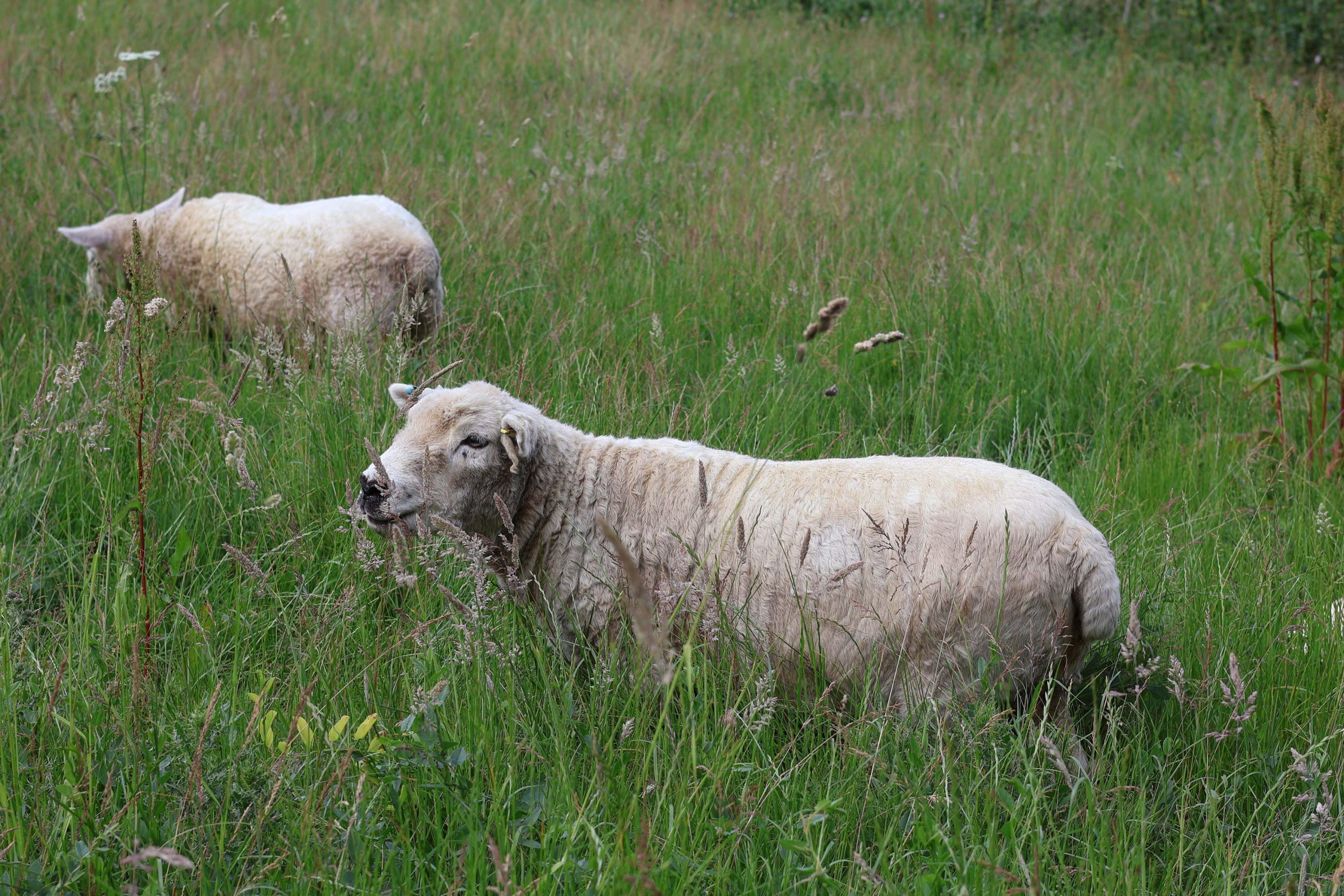 Rupert the sheep at Loose Reins in Dorset