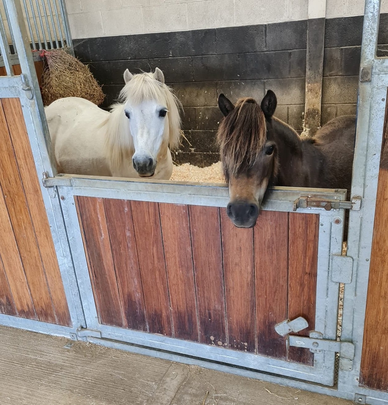 Peaches and Tango, two dandy Shetland Ponies at Loose Reins