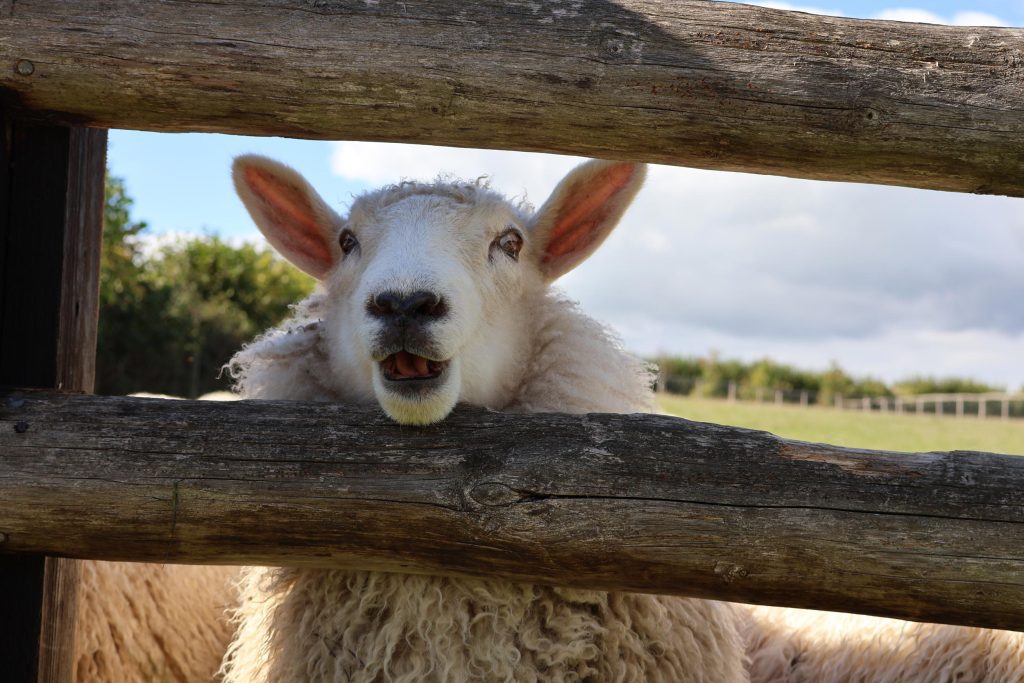 Sheep at Loose Reins Glamping Site in Dorset