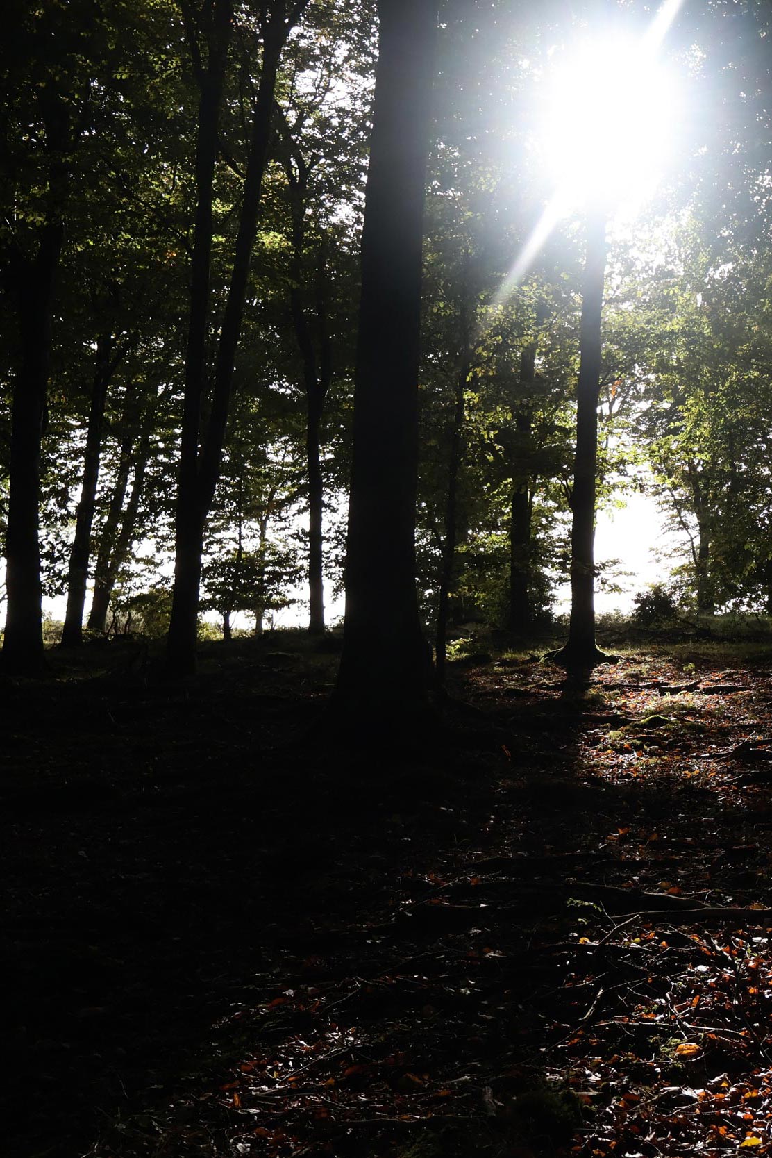 Sun shining through woodlands in North Dorset
