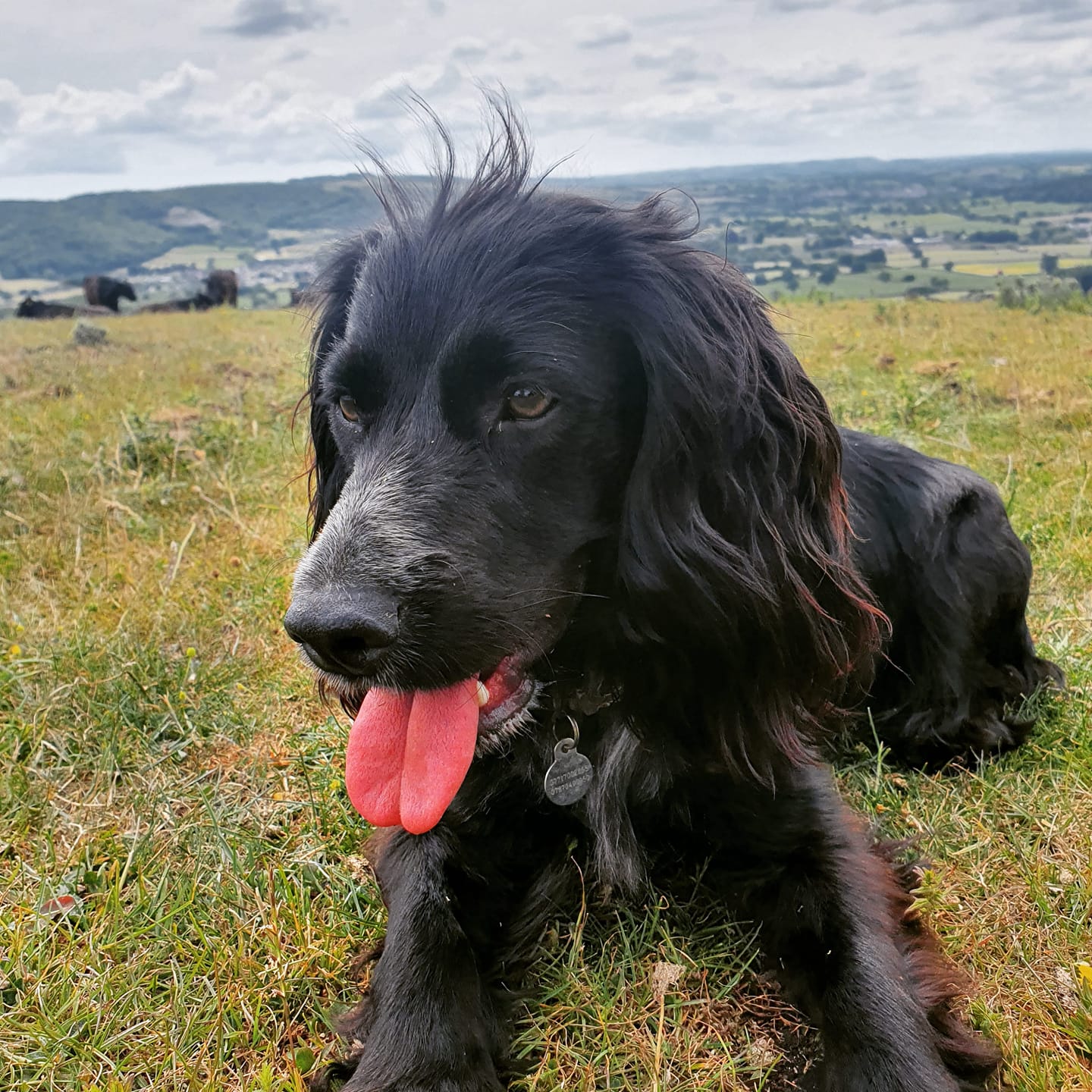 Dog lying down in field at Loose Reins Glamping in Dorset